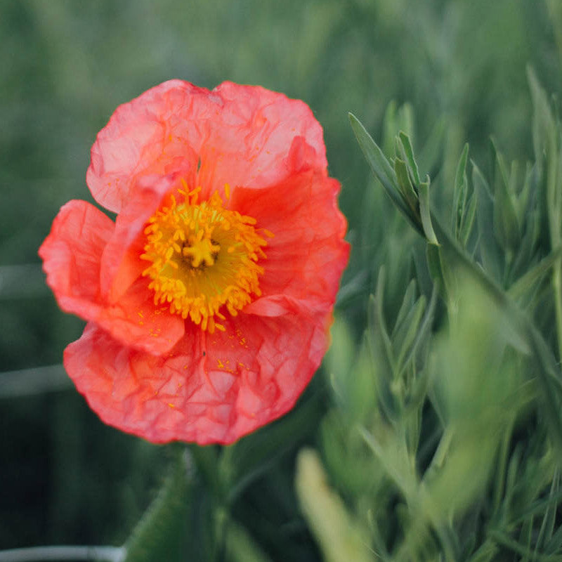 Champagne Bubbles Pink Iceland Poppy Seeds