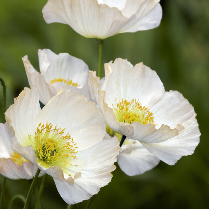 Bridal Silk Shirley Poppy Seeds