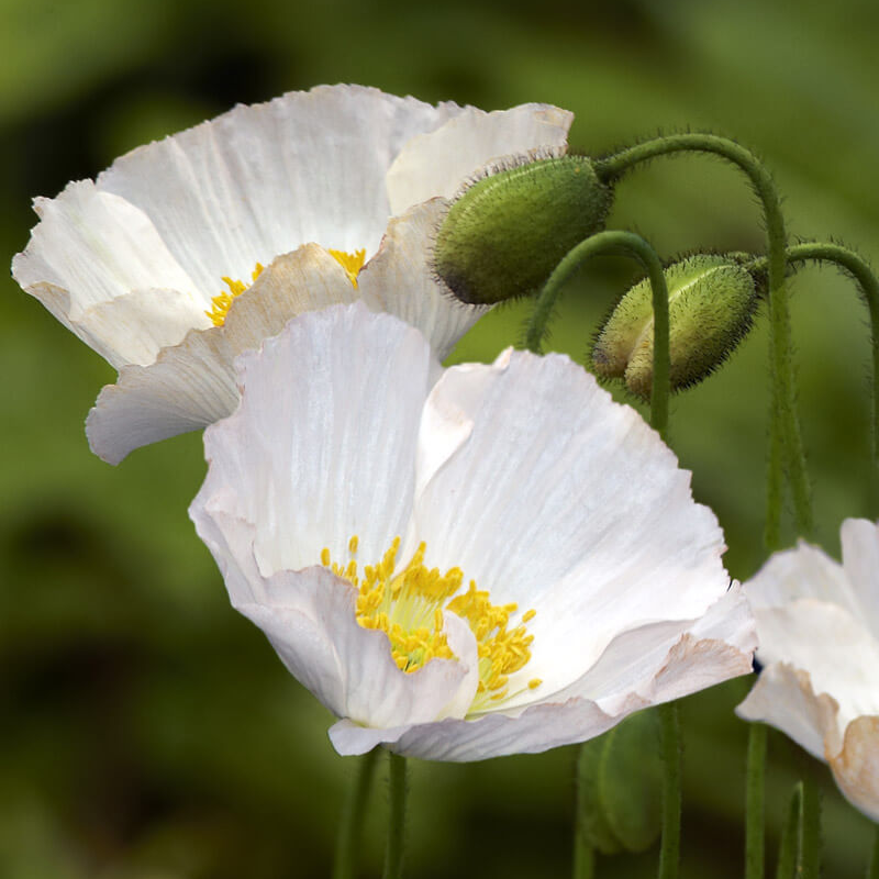 Bridal Silk Shirley Poppy Seeds