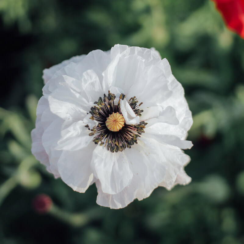 Mother Of Pearl Shirley Poppy Seeds