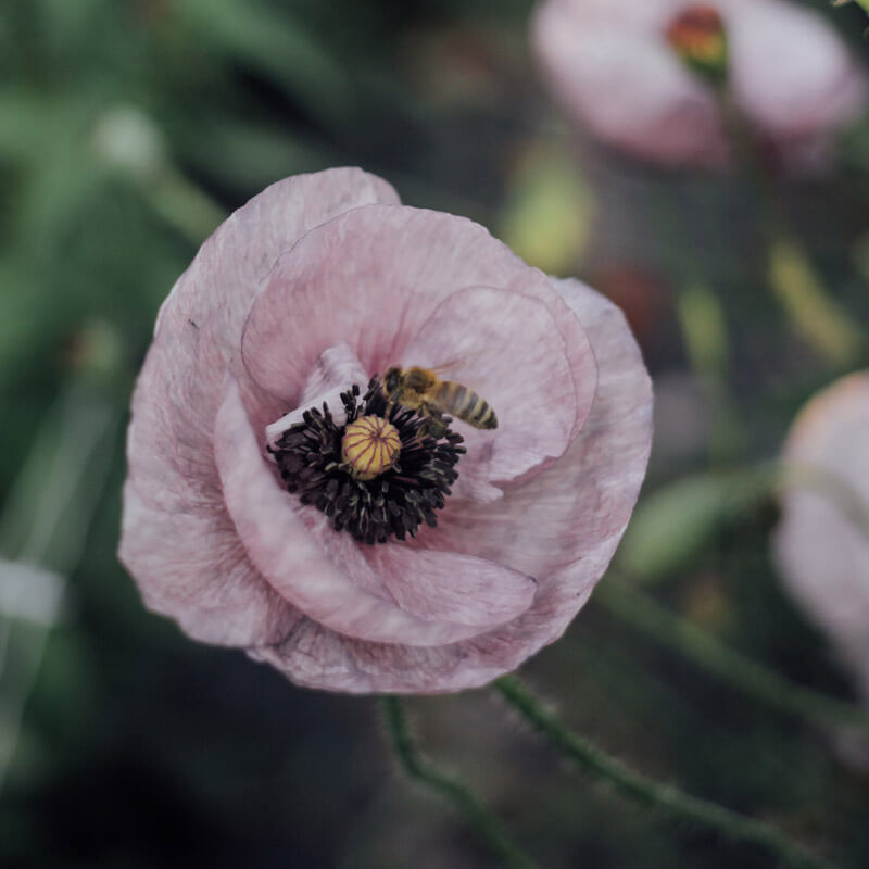 Mother Of Pearl Shirley Poppy Seeds