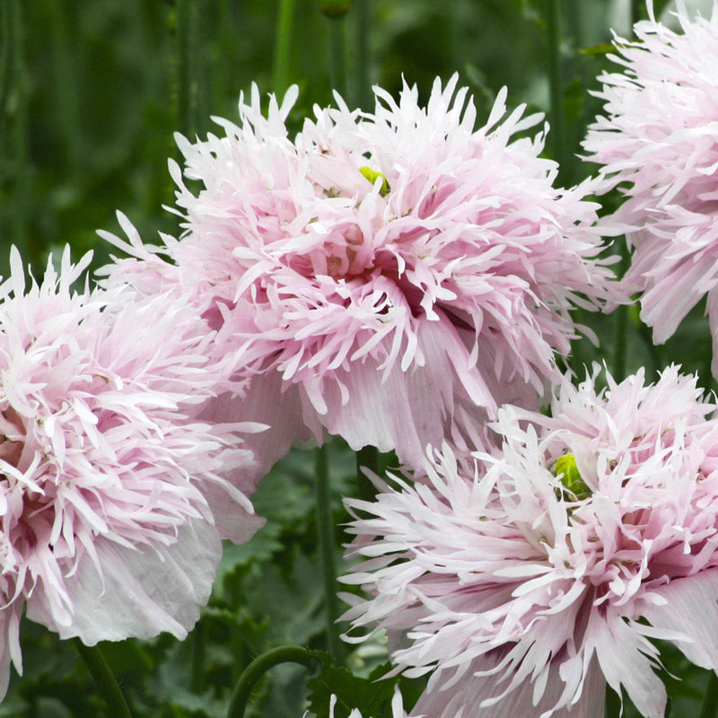 Lilac Pompom Breadseed Poppy Seeds