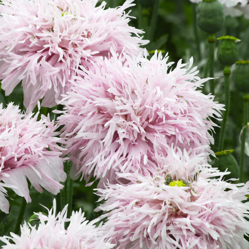 Lilac Pompom Breadseed Poppy Seeds