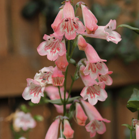 Twizzle Coral Penstemon Plants