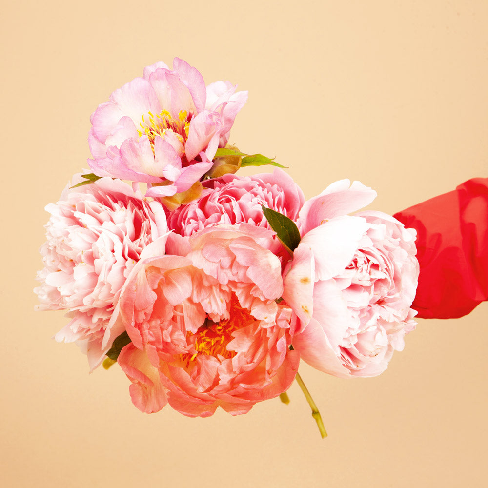 The Barbiecore Peony Bundle