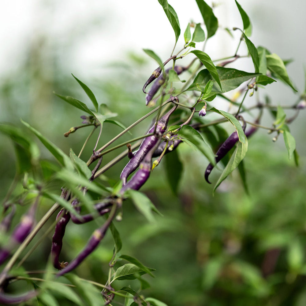 Buena Mulata Pepper Plants