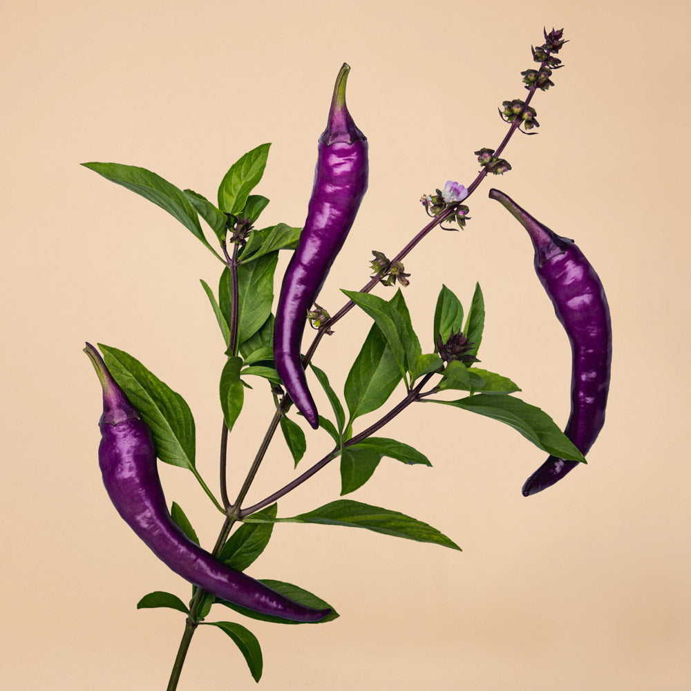 Buena Mulata Pepper Plants