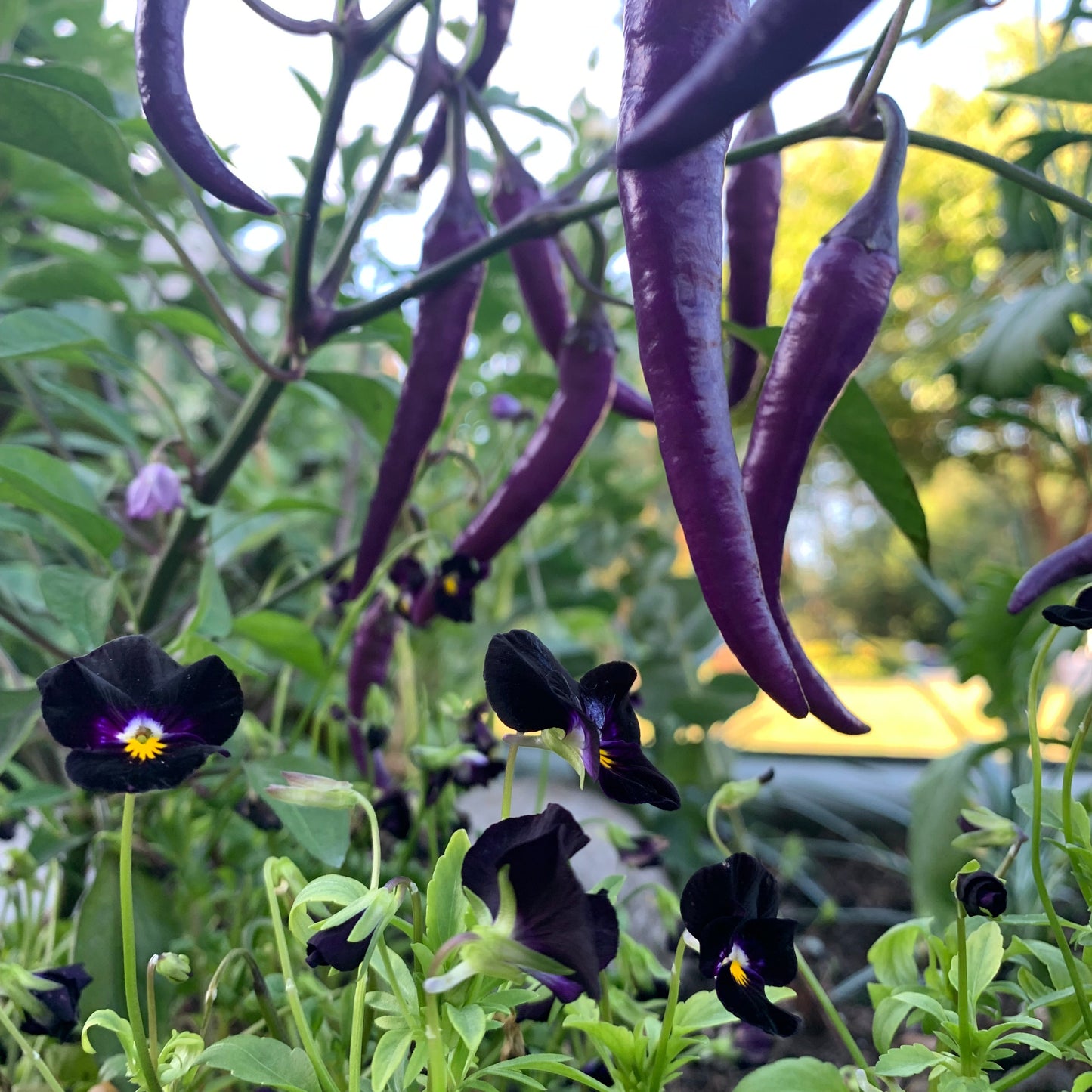 Buena Mulata Pepper Plants