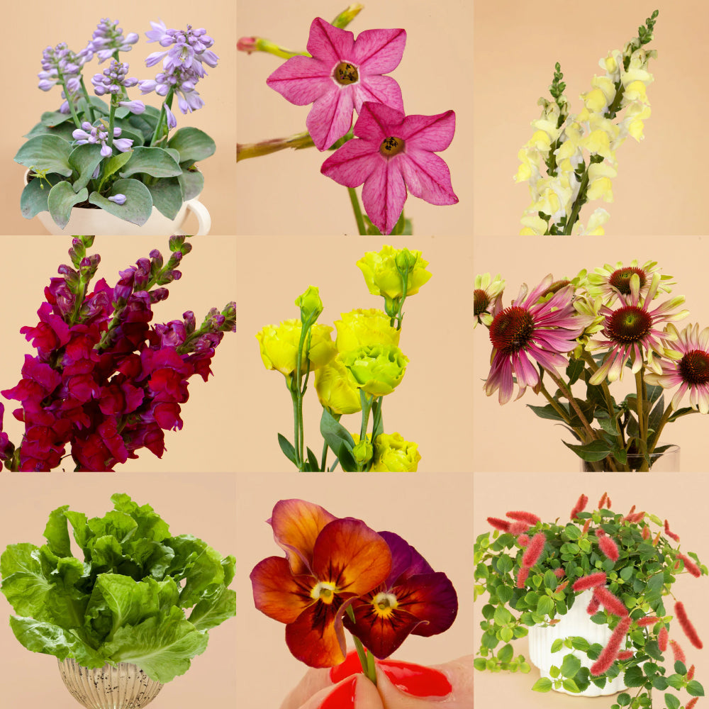 The Opal Capsule Garden: 30 Plants