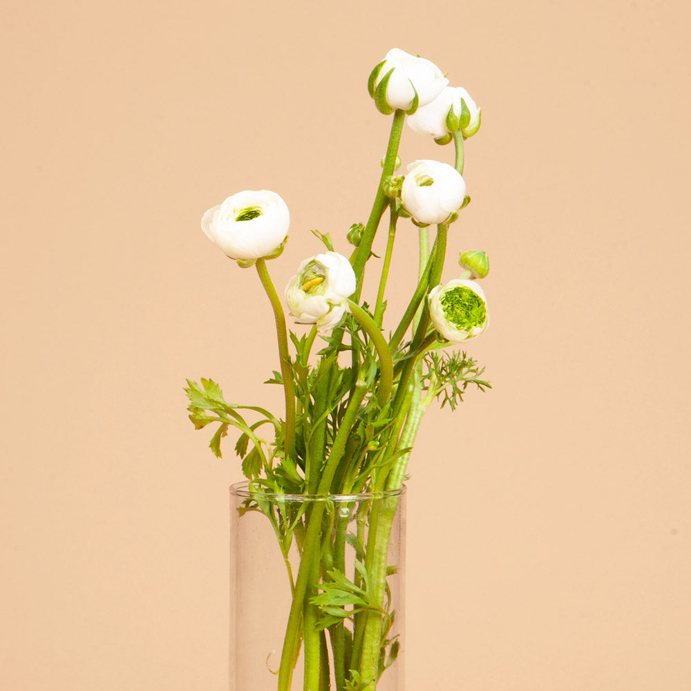 Ranunculus Elegance Festival Bianco Corms
