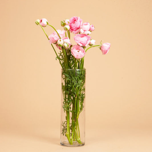 Rose Chiaro Ranunculus Corms