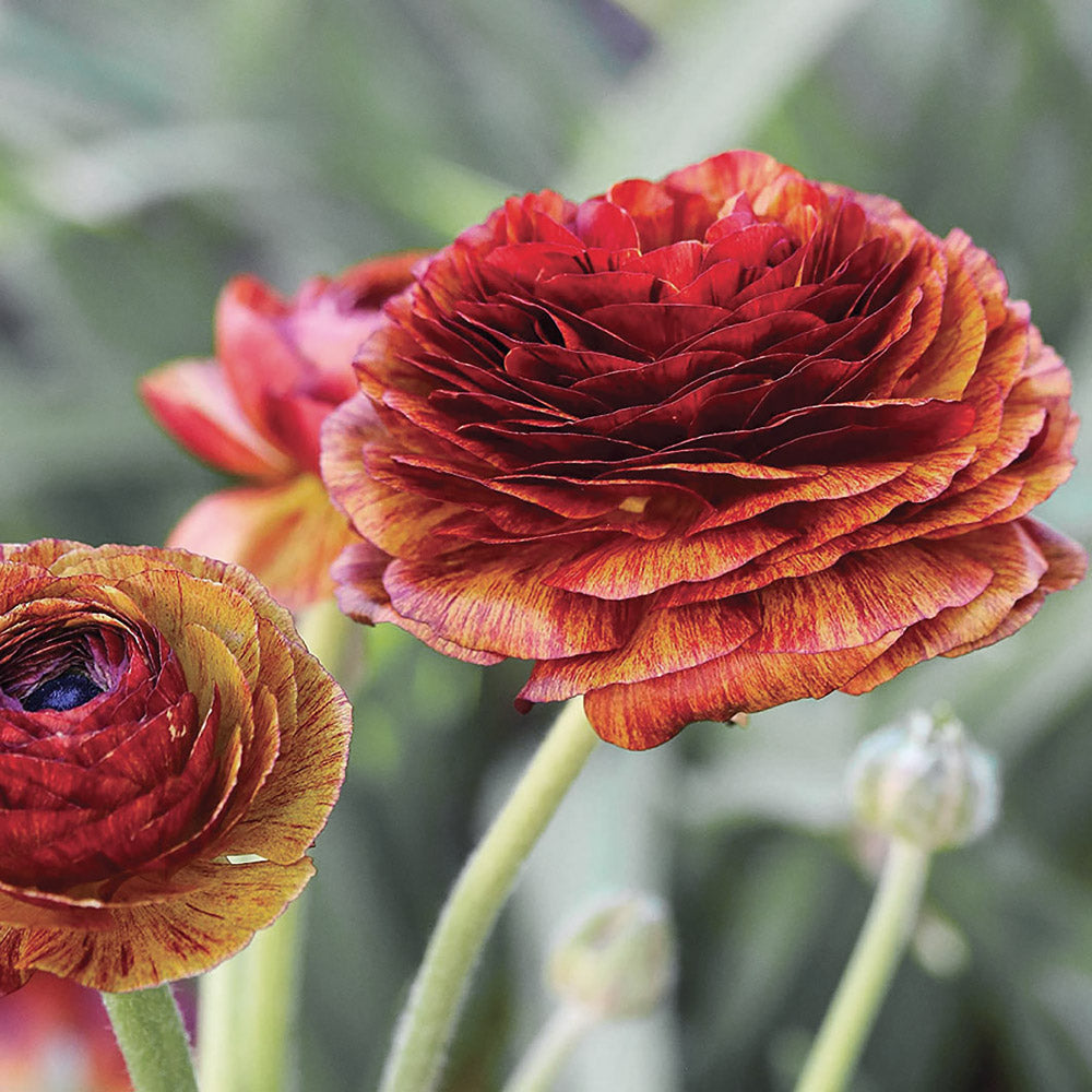 Tecolote Flamenco Ranunculus Corms