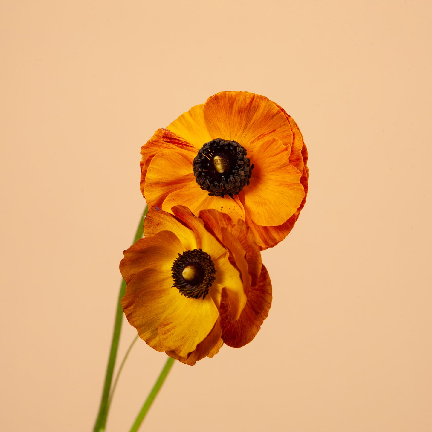 Tecolote Flamenco Ranunculus Corms