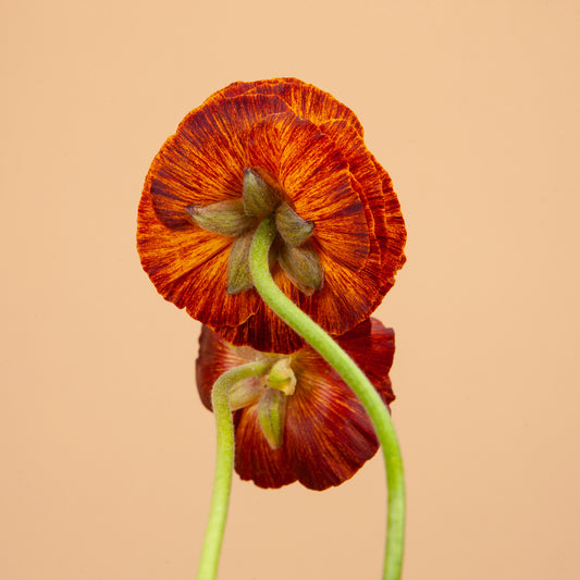 Tecolote Café Ranunculus Corms