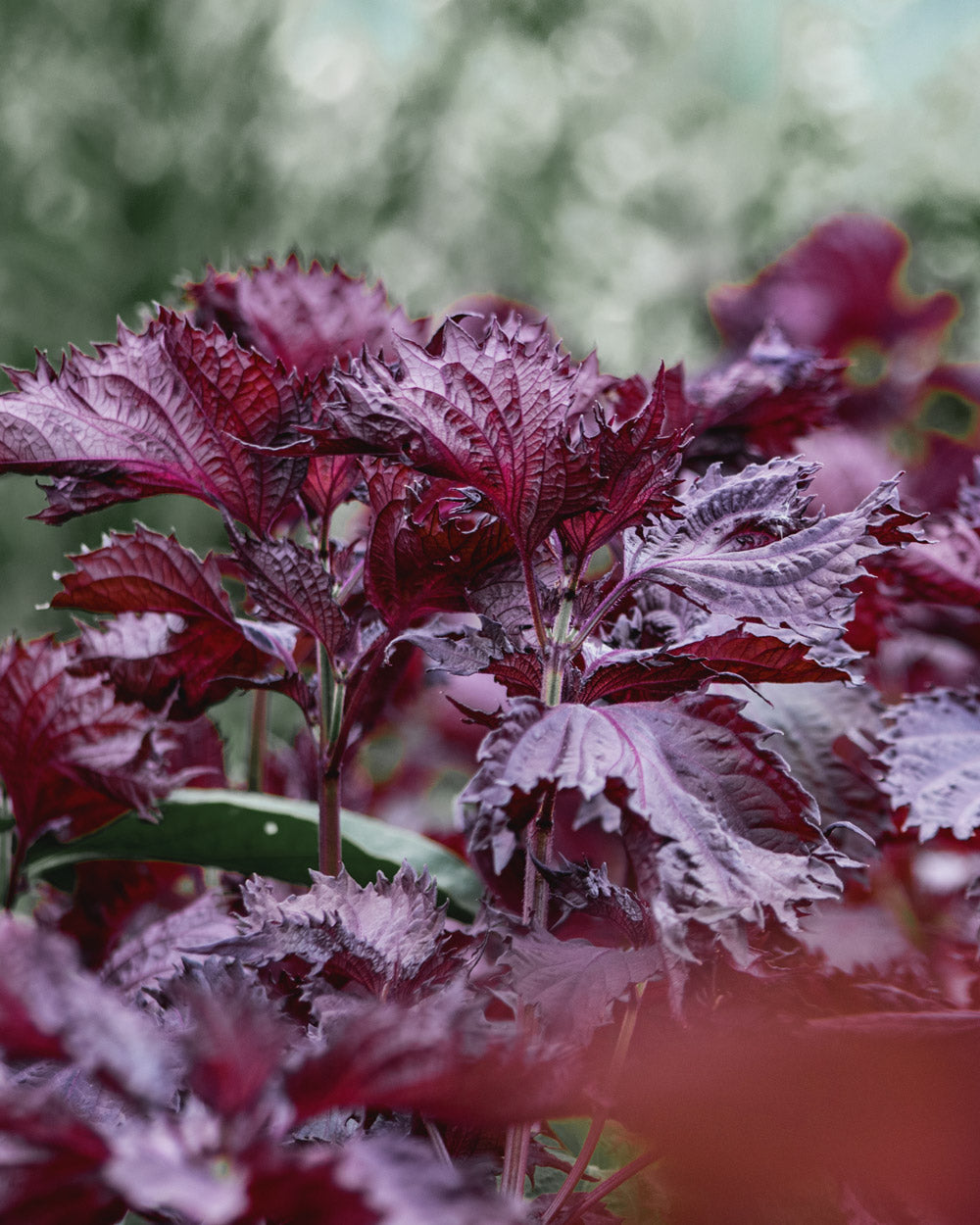 Red Shiso Plants