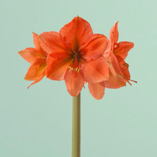Rilona Amaryllis Bulb
