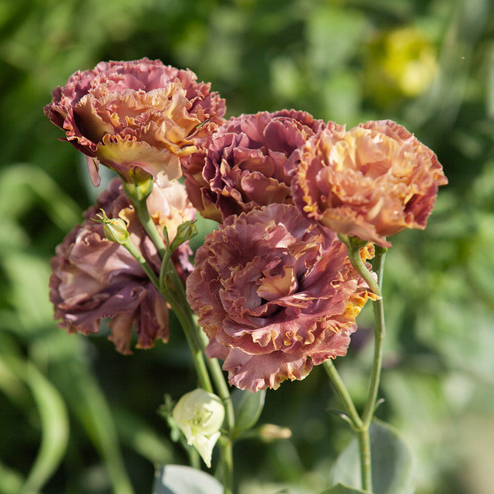 The Rose Quartz Capsule Garden: 18 Plants