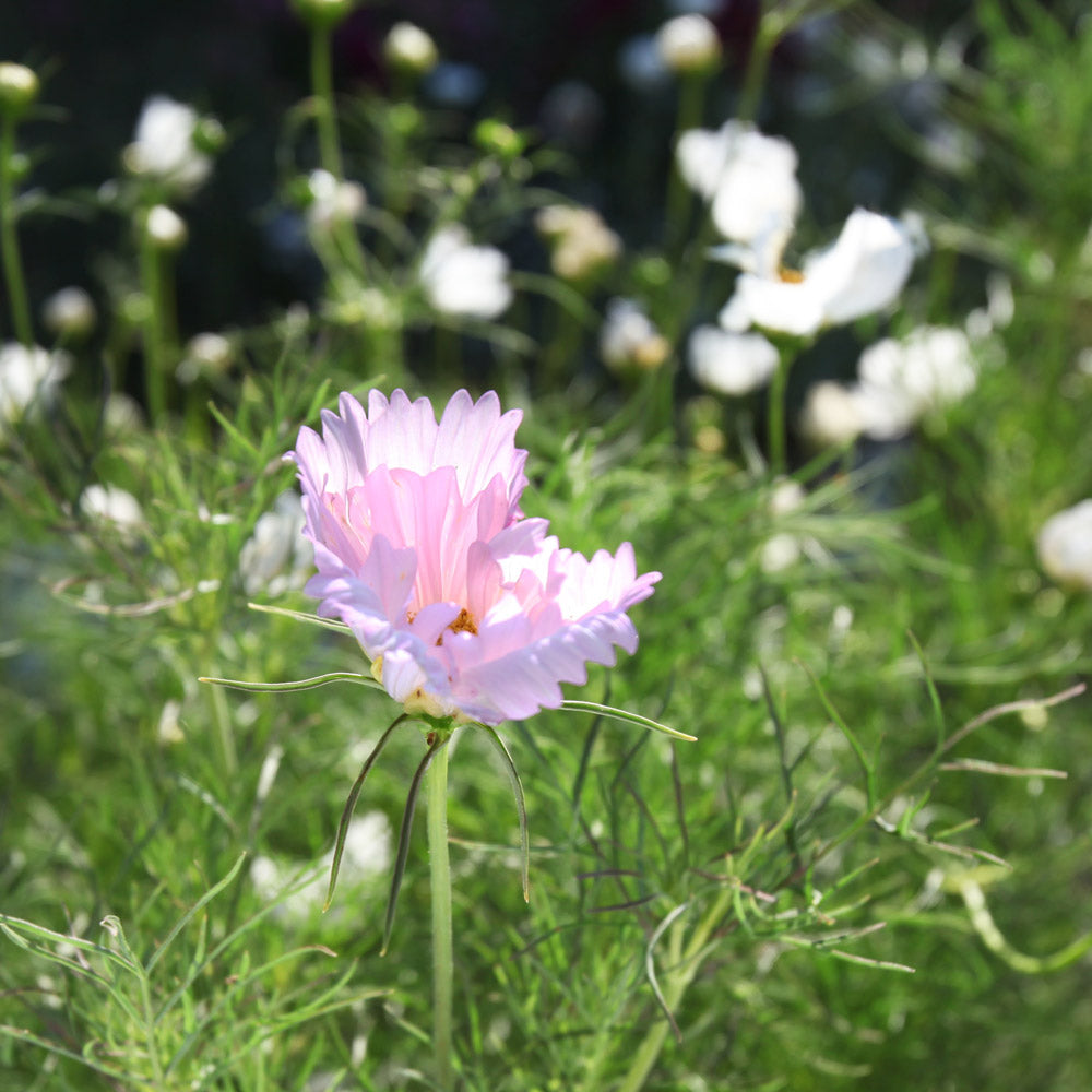 The Rose Quartz Capsule Garden: 18 Plants