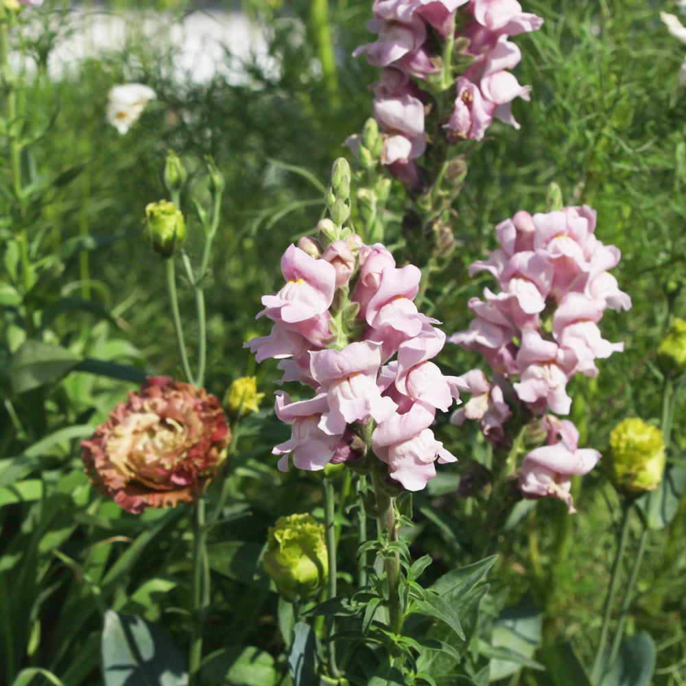 The Rose Quartz Capsule Garden: 18 Plants