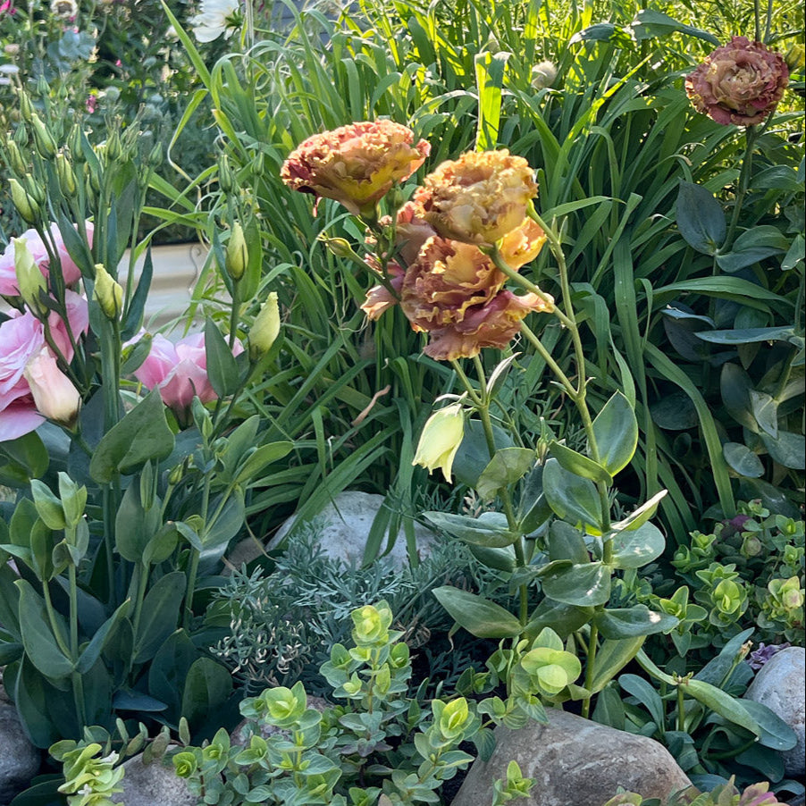 Rosanne Terracotta Lisianthus Plants