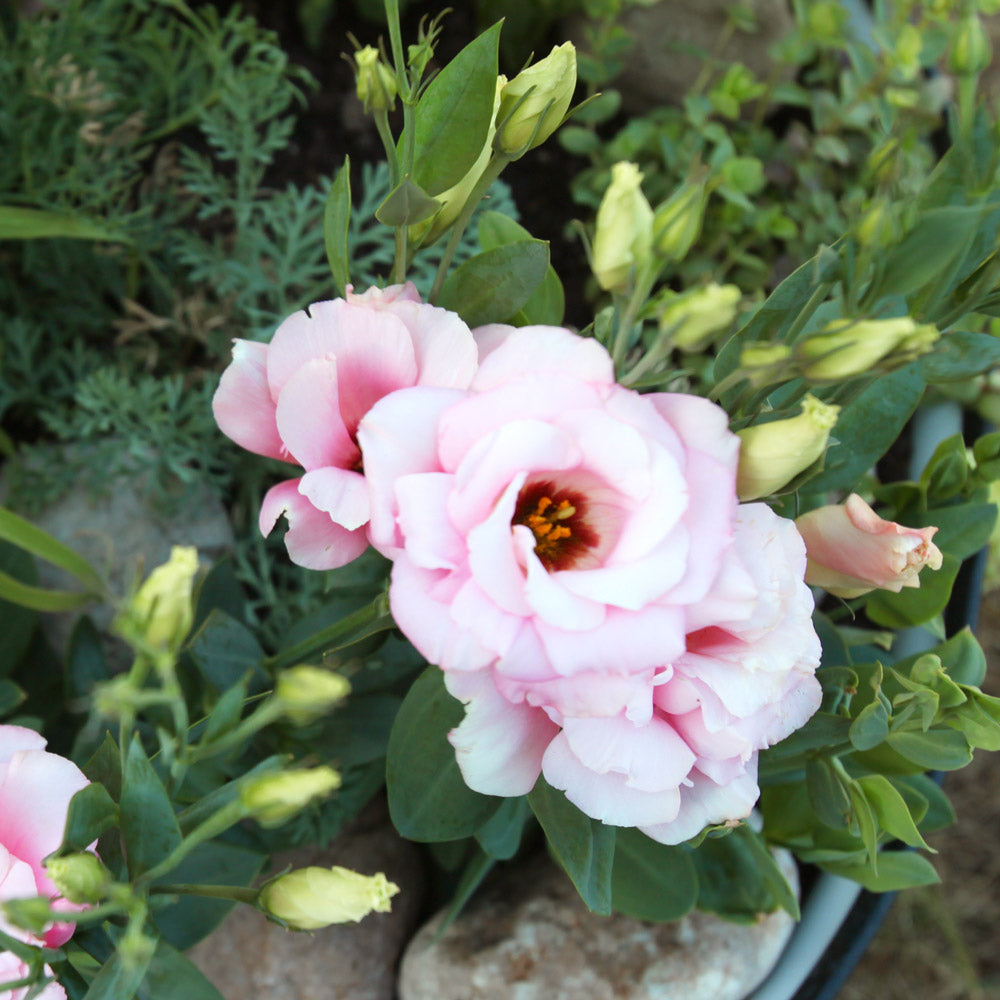 Echo Pink Lisianthus Plants