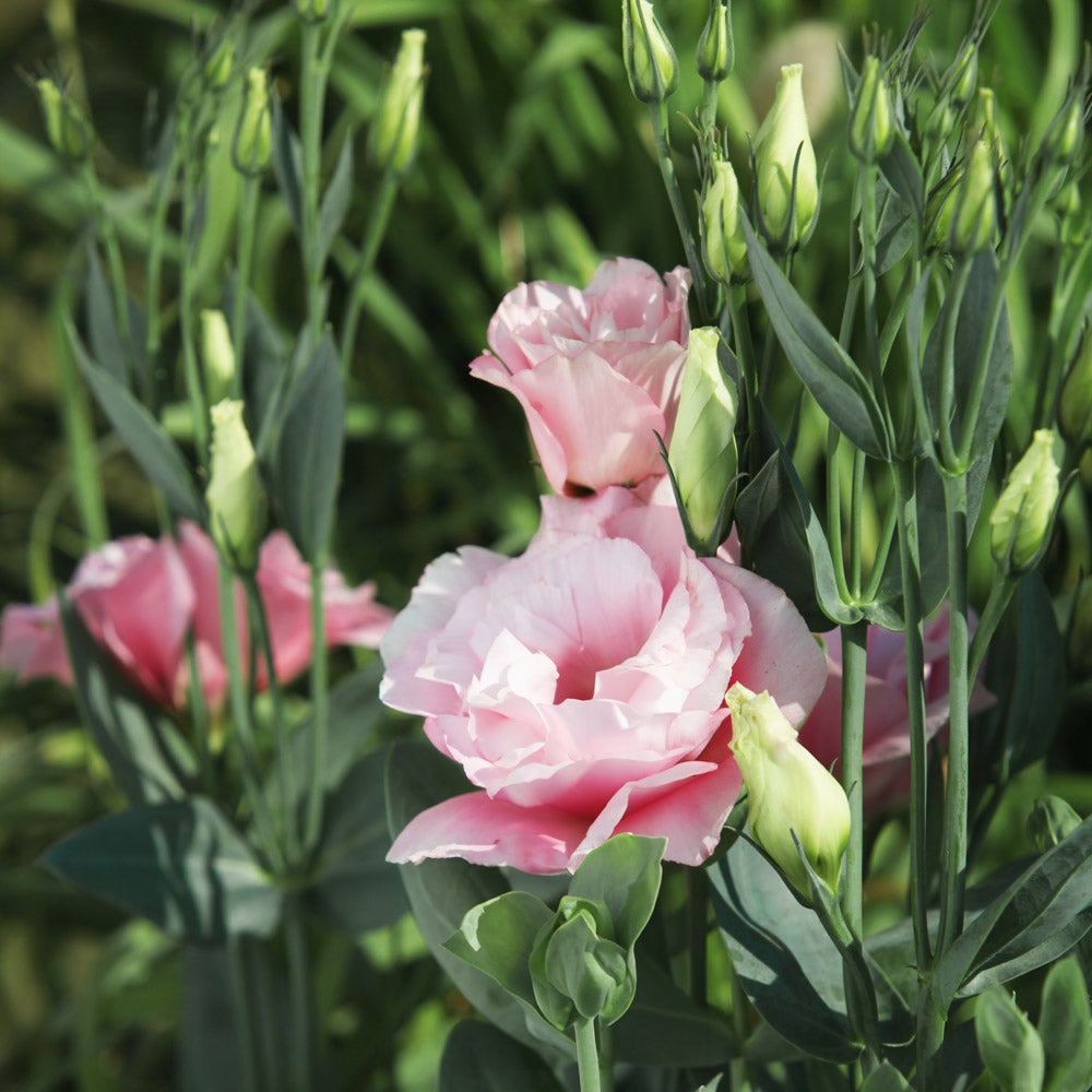 Echo Pink Lisianthus Plants