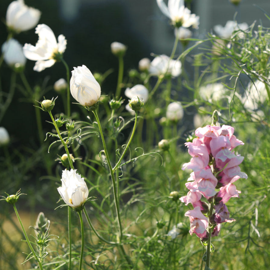 The Rose Quartz Capsule Garden: 18 Plants