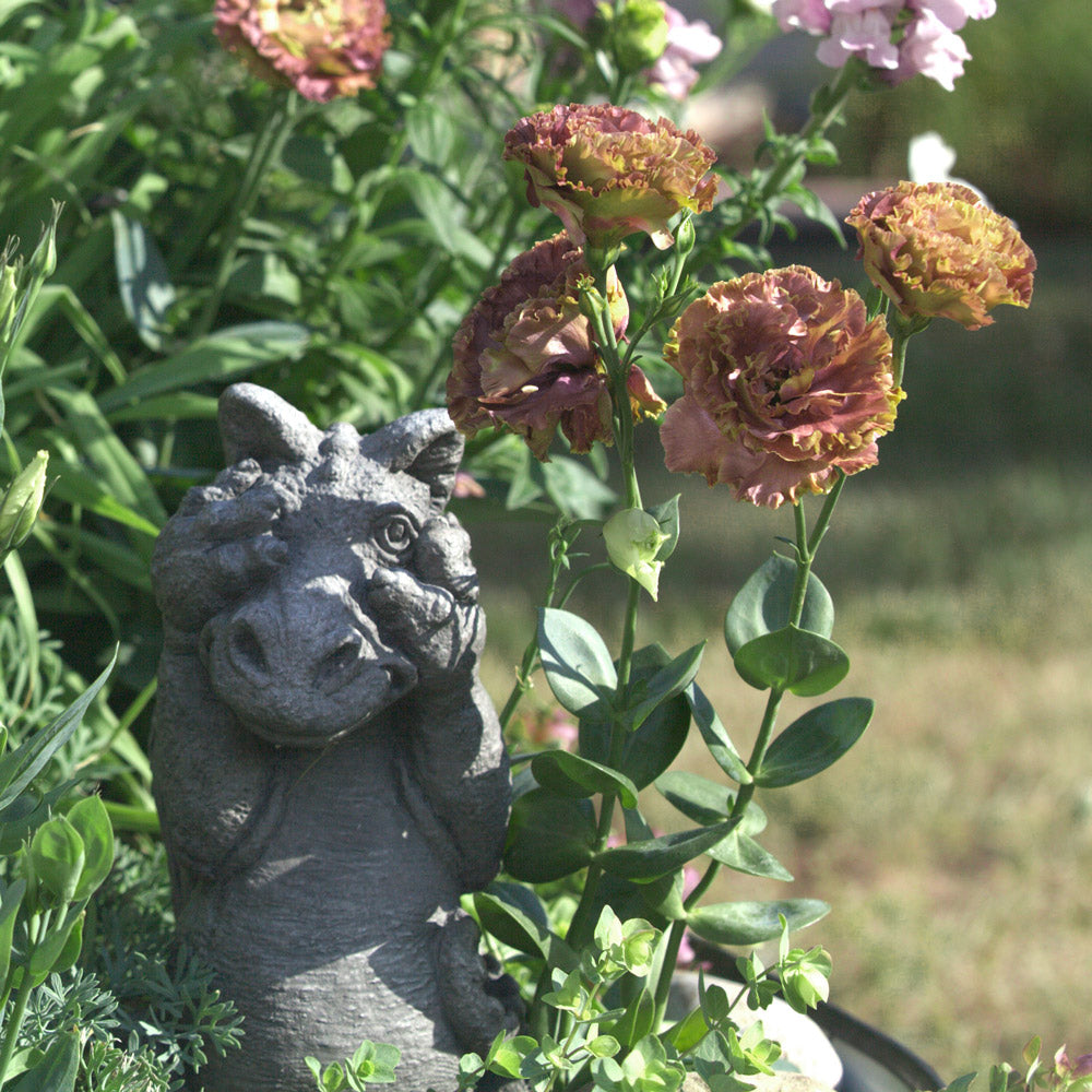 Rosanne Terracotta Lisianthus Plants