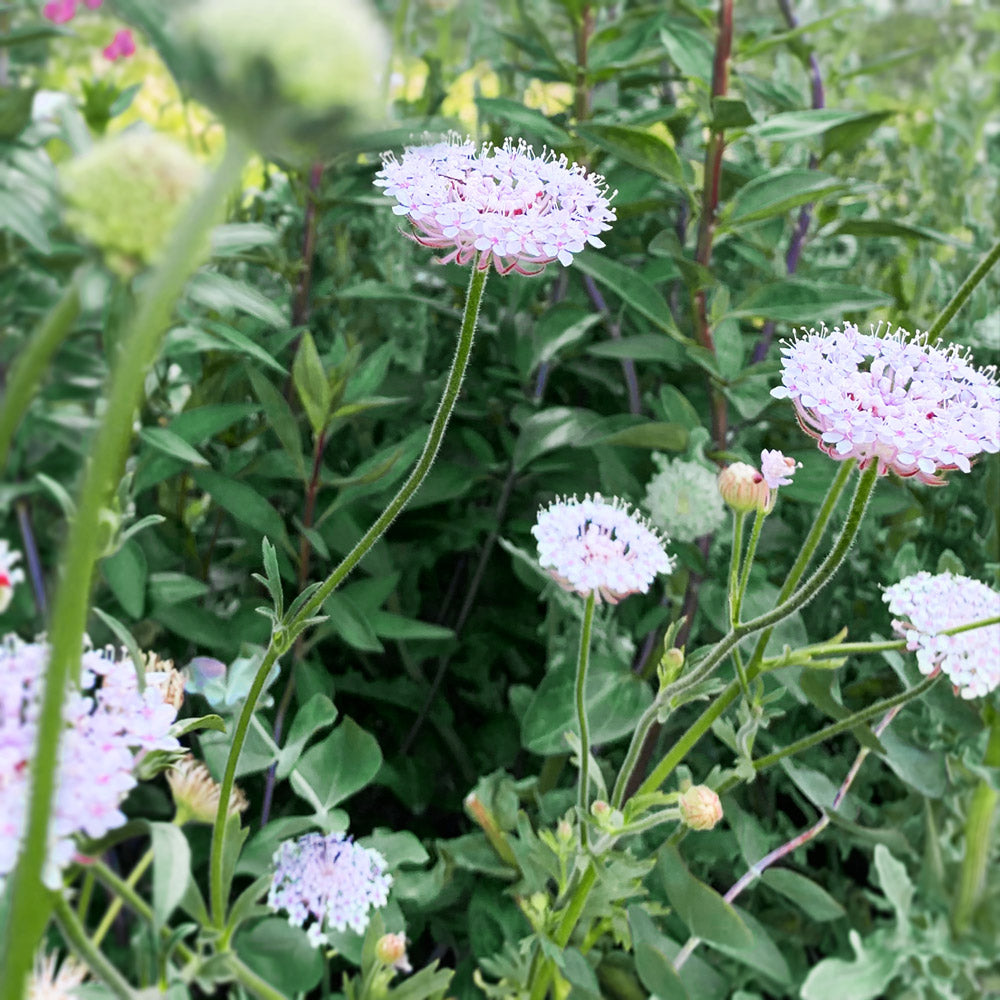 Lacy Pink Lace Flower Plants