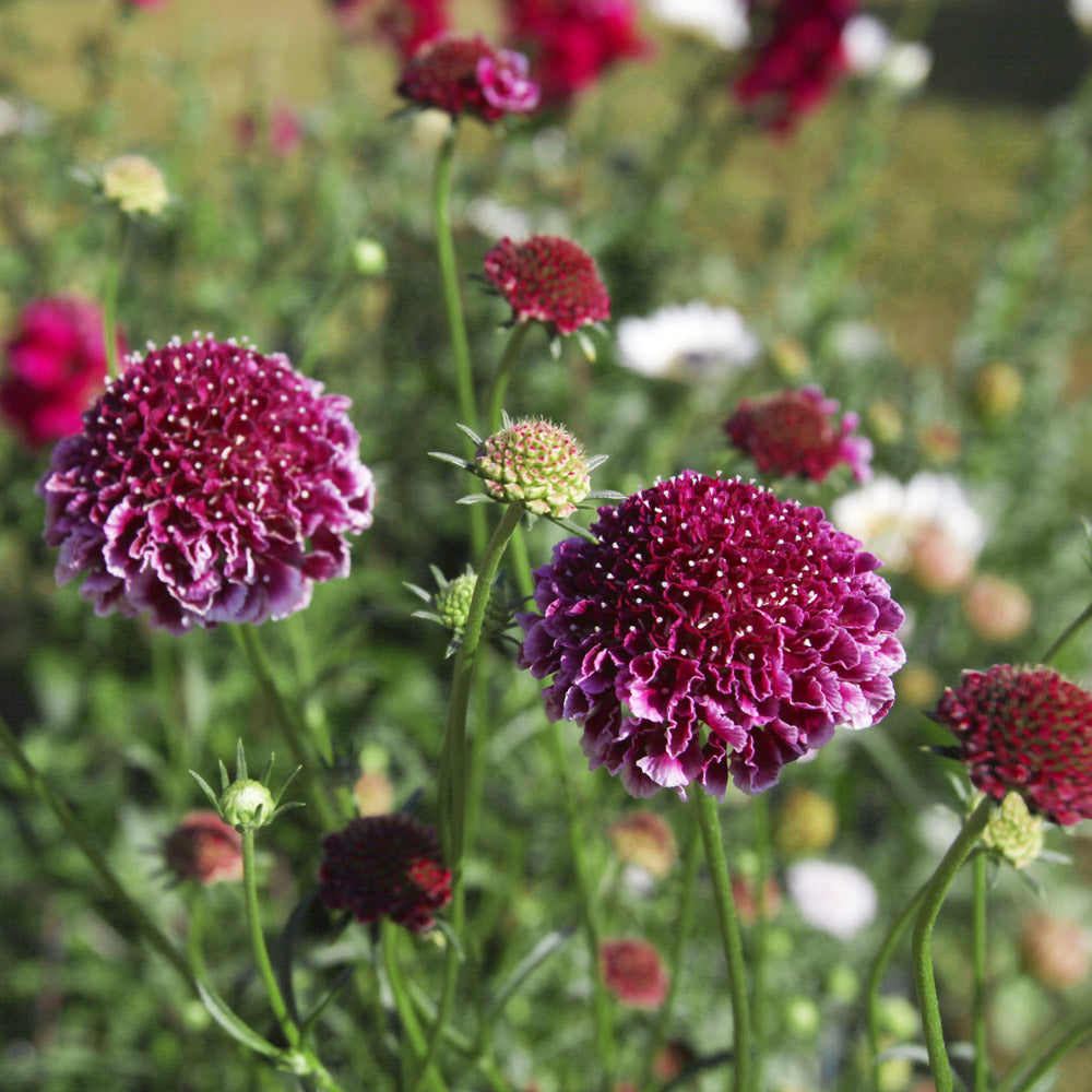 Cherry Vanilla Scoop Scabiosa Plants