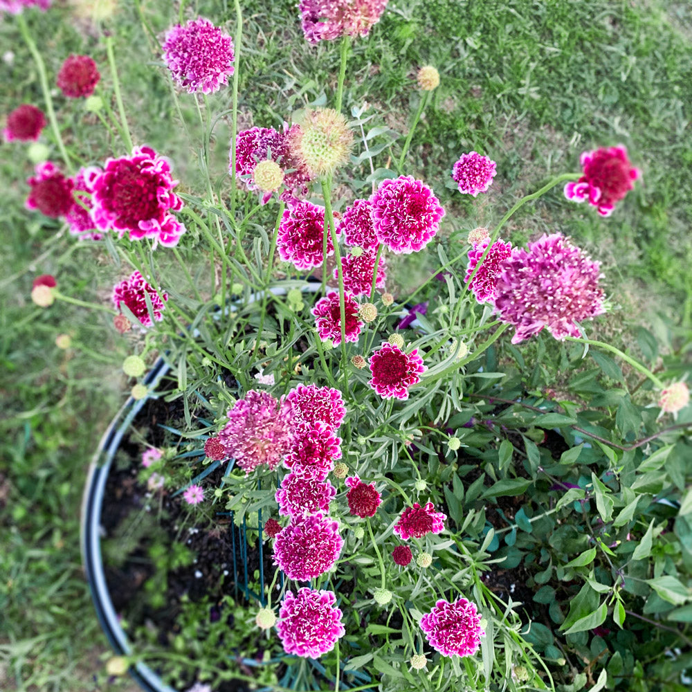 Cherry Vanilla Scoop Scabiosa Plants