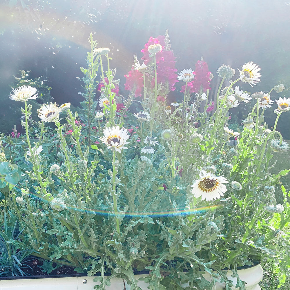 Zulu Prince Daisy Plants