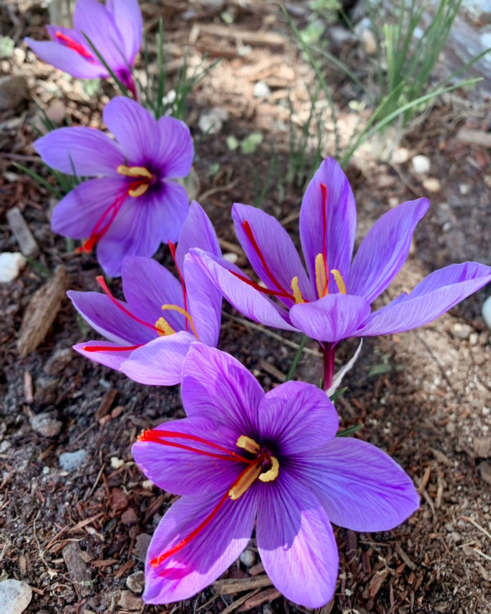 Saffron Crocus Bulbs