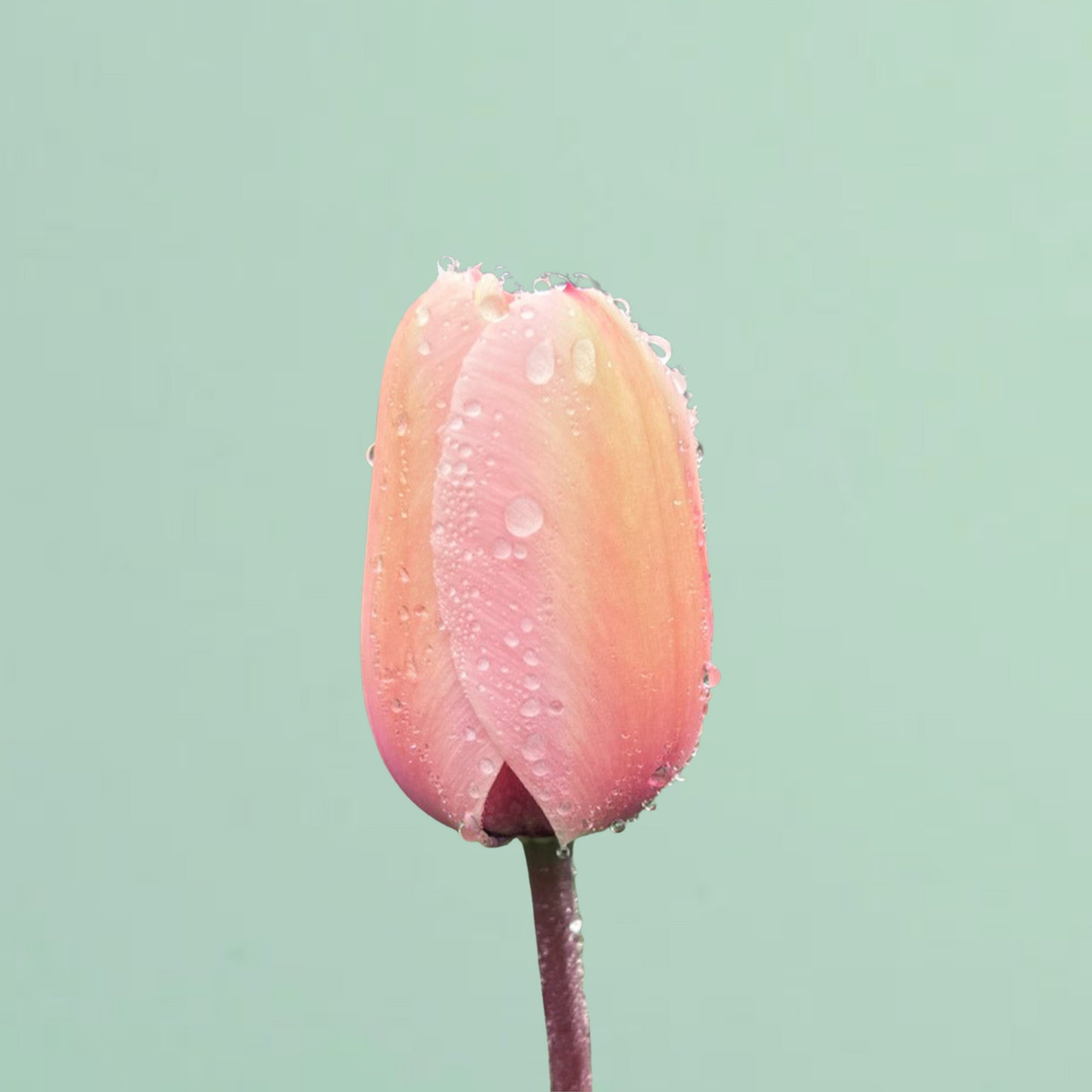 Salmon Impression Tulip Bulbs