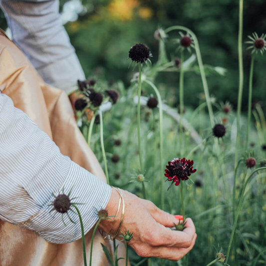 Black Knight Scabiosa Seeds