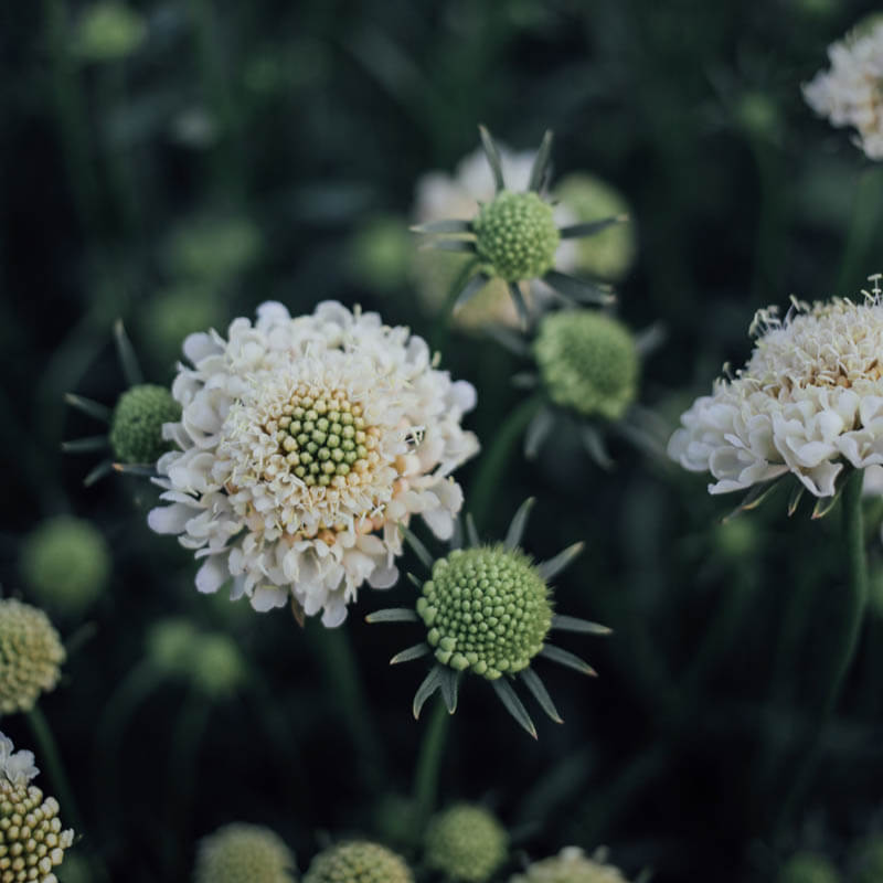 Fata Morgana Scabiosa Seeds