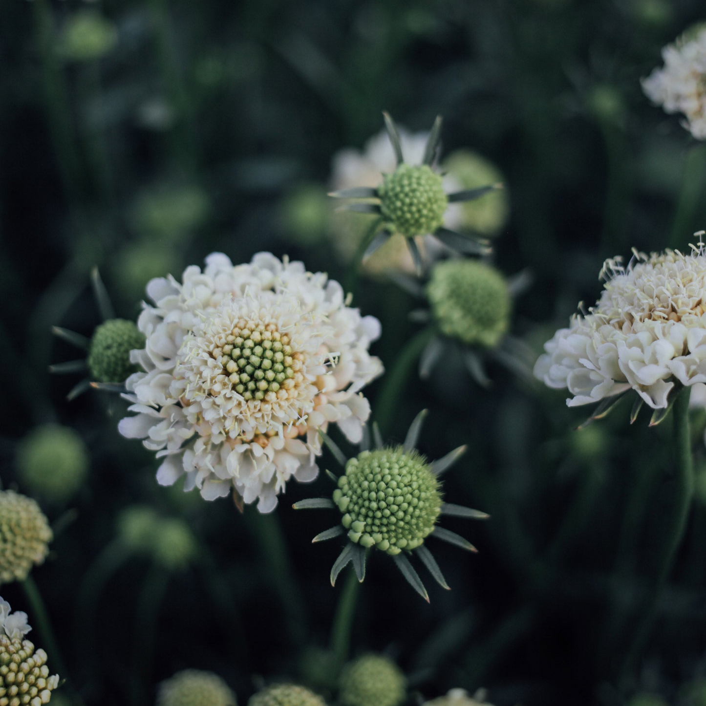 Cancer Seed Bundle