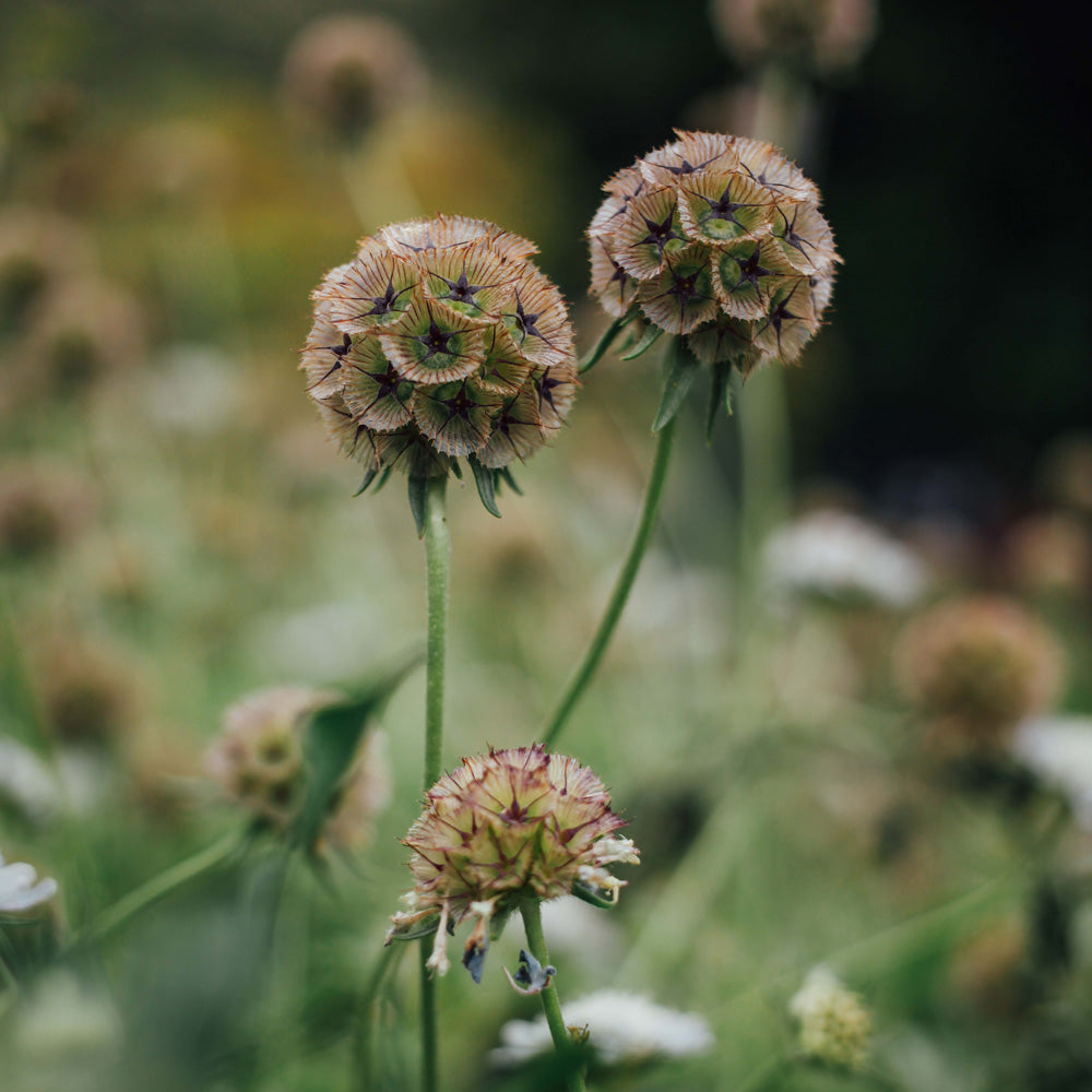 Starflower Scabiosa Seeds