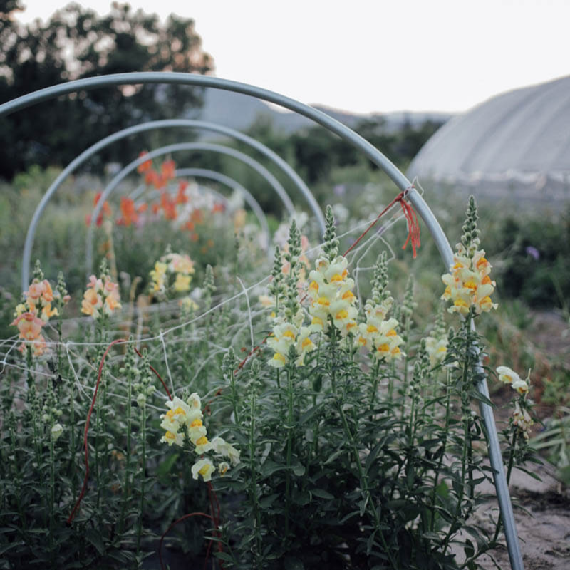 Potomac Appleblossom Snapdragon Seeds