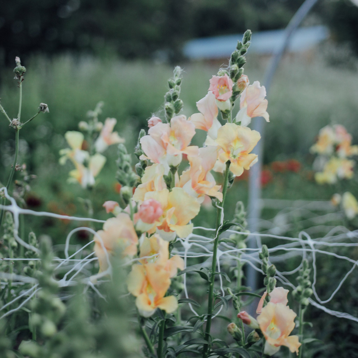 Snapdragon Mix Seed Bundle