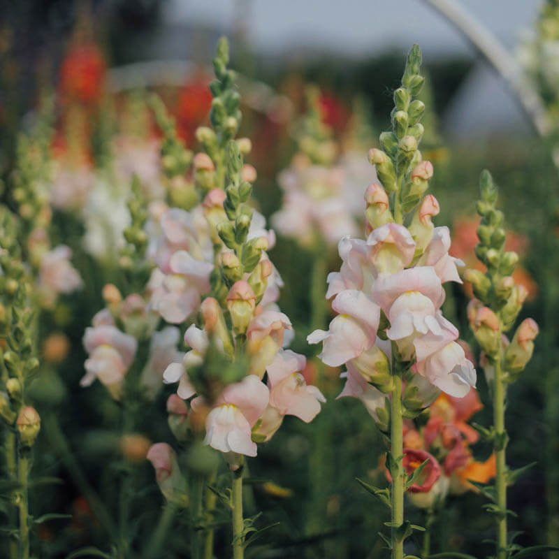 Potomac Appleblossom Snapdragon Seeds