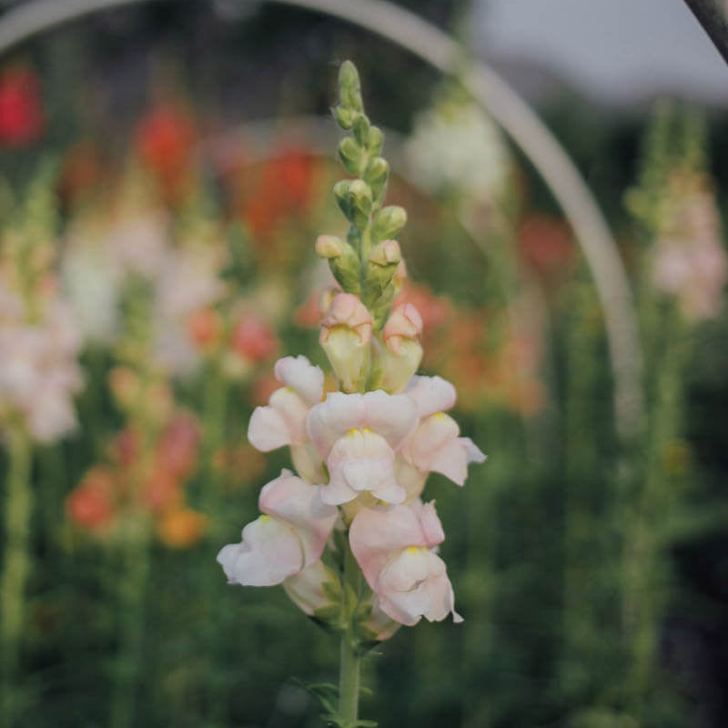 Potomac Appleblossom Snapdragon Seeds