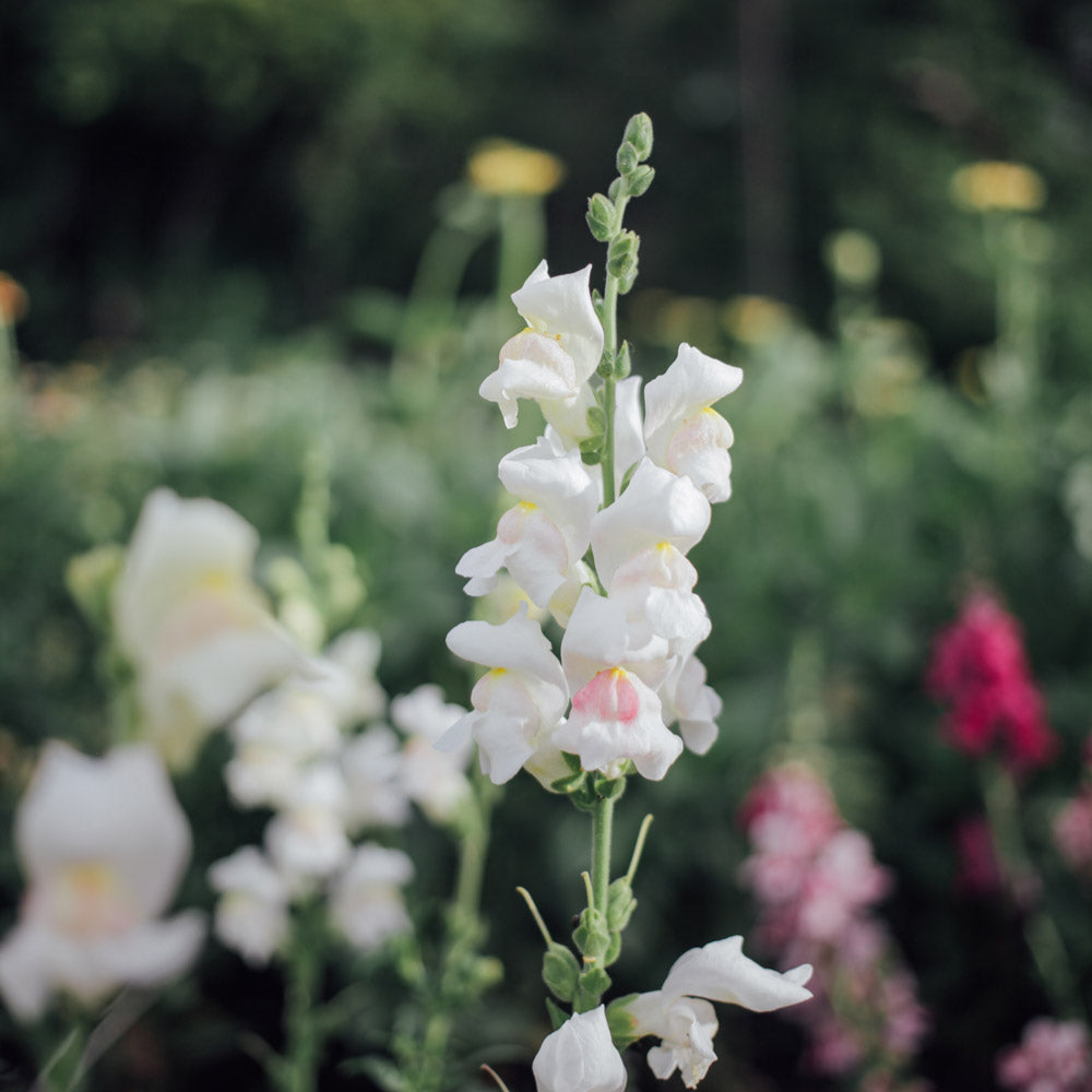 Potomac Appleblossom Snapdragon Seeds