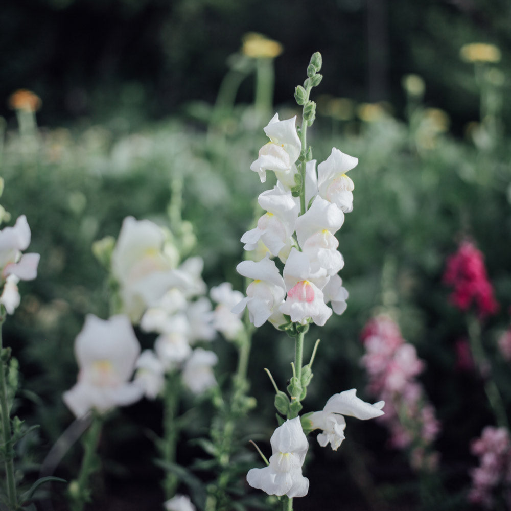 Potomac Appleblossom Snapdragon Seeds