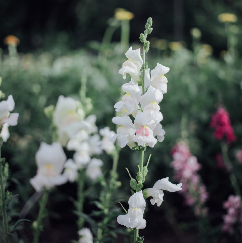 Snapdragon Mix Seed Bundle