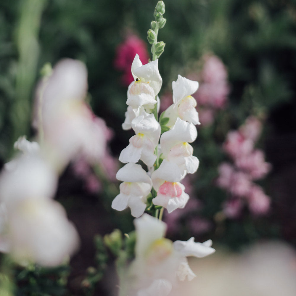 Potomac Appleblossom Snapdragon Seeds