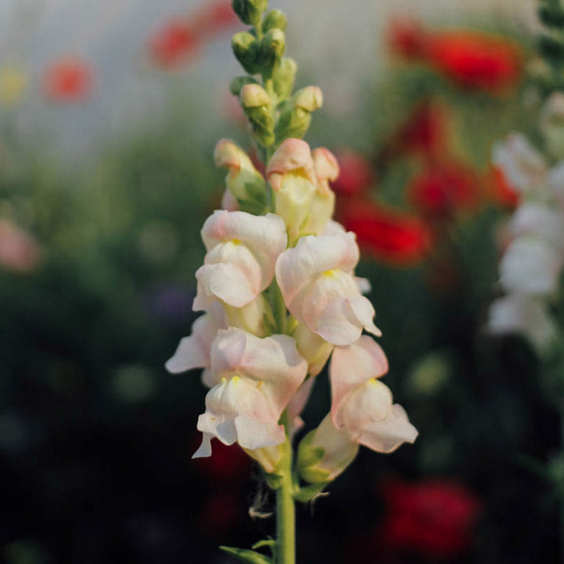 Potomac Appleblossom Snapdragon Seeds