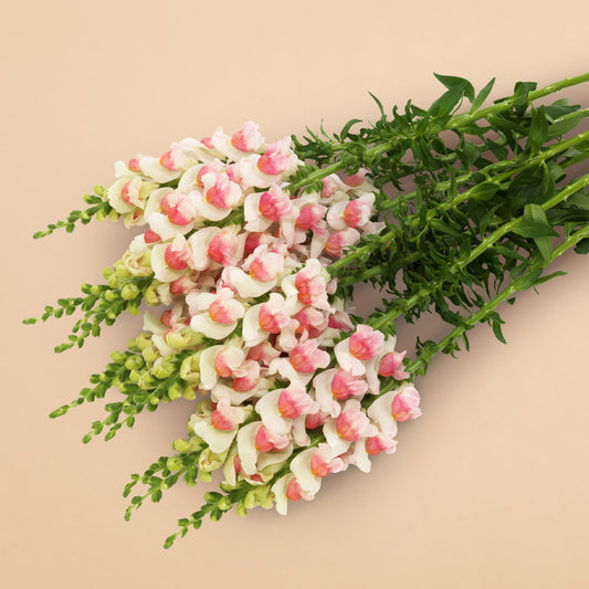 Potomac Appleblossom Snapdragon Plants