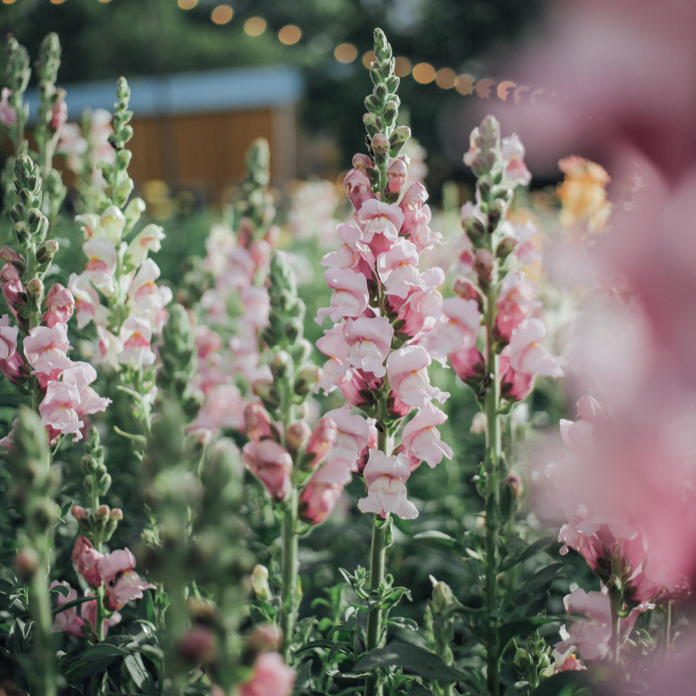 Potomac Lavender Snapdragon Seeds