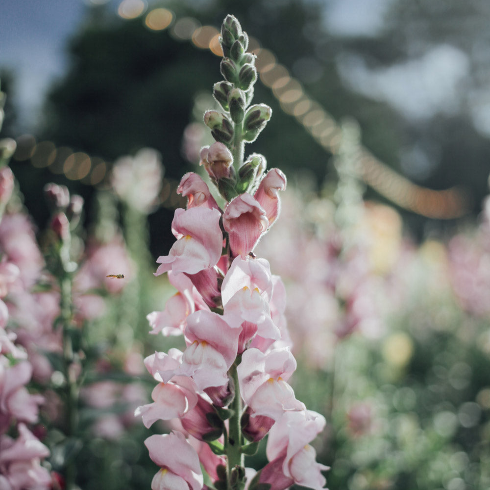 Snapdragon Mix Seed Bundle